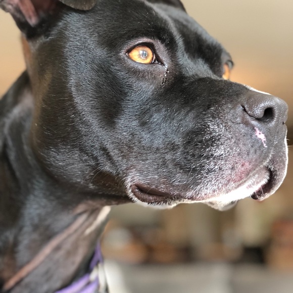 Meet your Posher, Amelia - Picture 5 of 8